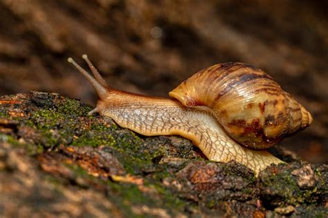  Achatina! A Slow-Moving Wonder With a Voracious Appetite and Strikingly Beautiful Shell Patterns