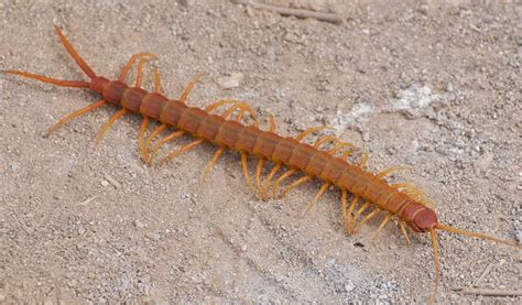  Centipede - Have You Ever Encountered This Fast-Moving Arthropod With A Voracious Appetite?