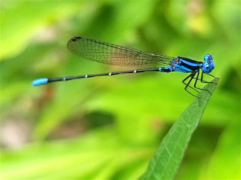  Damselfly: A Miniature Marvel That Dances With Delicate Wings Across Tranquil Waters!