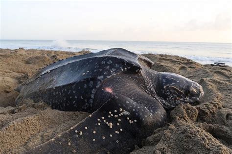  Dermochelys! Yksi Maailman Suurista Nokkakilpistä Ei Kaipaa Ruokaa Vuosiin