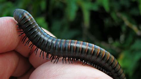  Giant Millipede: An Invertebrate Enigma With Countless Legs!