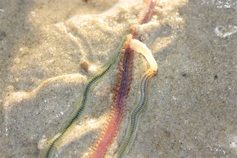  Harmoinen Hete! A Simple Sea Worm That Thrives In Harmony With Its Environment