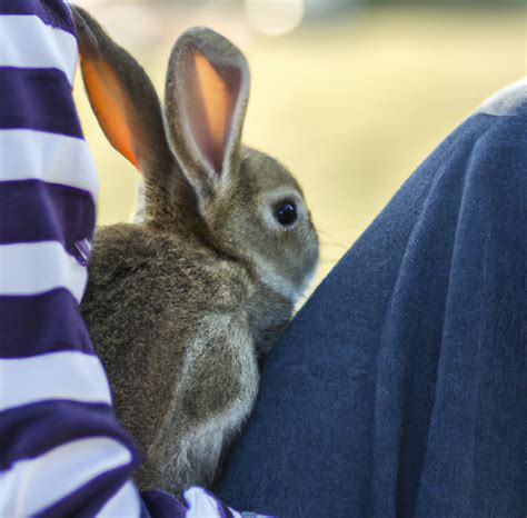 How Do Rabbits Show Affection: And Why Do They Sometimes Stare at You Like You Owe Them Money?