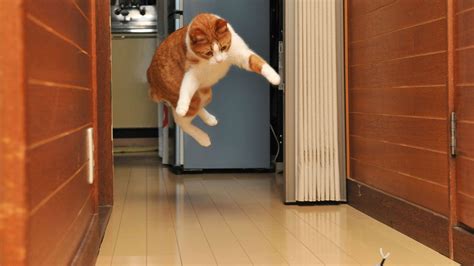 How to Make Your Website Sticky: Why Do Cats Always Land on Their Feet?