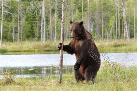  Karhu - Suuri ja vahva petoeläin, joka nauttii kalasta!