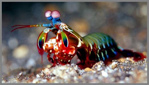 Mantis Shrimp: A Tiny Creature with Lightning-Fast Punches That Can Break Aquarium Glass!