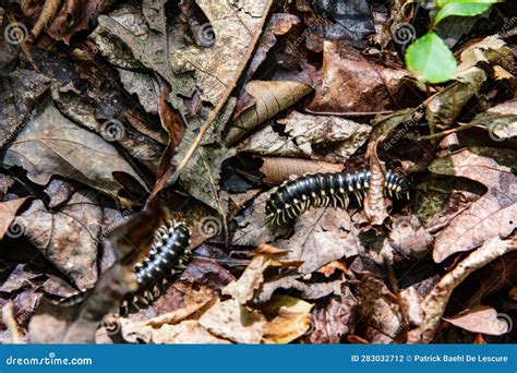  Millipede: A Crawling Connoisseur of Decaying Delights?