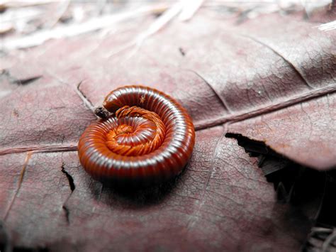  Millipede: This Many-Legged Wonder Will Surprise You With Its Defense Mechanisms!