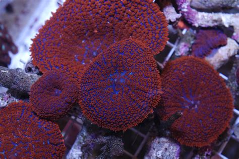 Mushroom Coral: A Striking Underwater Resident Known for Its Exquisite Polyps and Remarkable Symbiotic Relationship!