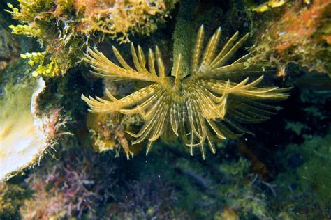 Portugesin Laiva - A Living Feather Duster Dancing With the Currents!