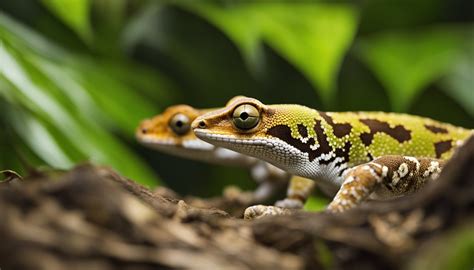  Queensland Leaftail Gecko! A Master of Disguise That Looks Exactly Like a Dried Leaf