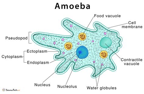  Quellea: An Amoeba That Will Make You Rethink Single-Celled Organisms!