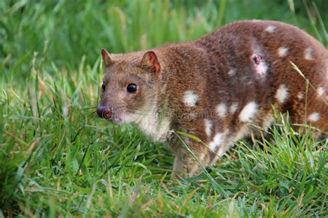 Quoll! How This Carnivorous Marsupial Navigates the Diverse Australian Landscapes