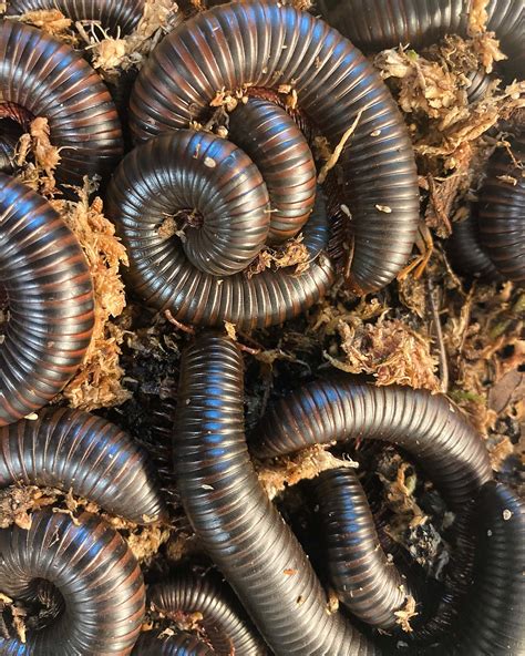  Scolopendra Gigas: A Giant Among Millipedes With Legs for Days!