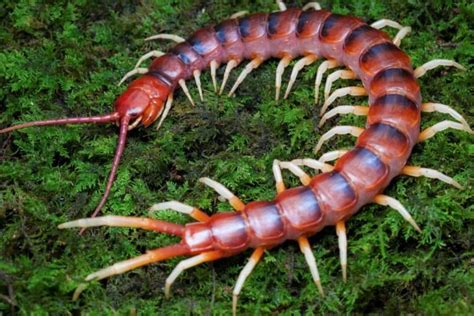 Scolopendra! Miten Tästä Maaperän Metsikköasukkaasta Tekee Ison Käärmeen Vaarantajan?