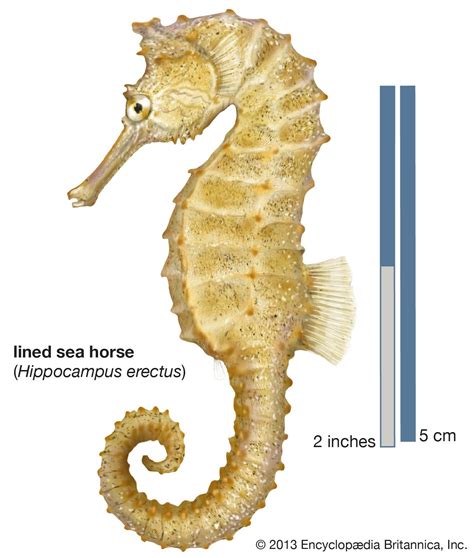  Seahorse: Mitä voisikaan olla sympaattisempaa kuin pieni hevoskalalainen, joka ottaa naaraan raskaaksi ja syöttää poikasensa planktonilla?