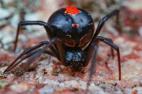 Show Me a Picture of a Black Widow Spider: A Journey into the World of Arachnids and Beyond