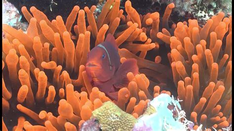  Siderastrea! A Stunning Deep-Sea Coral Exhibiting Incredible Symbiotic Relationships