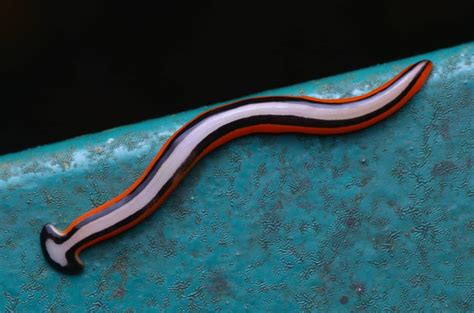  Stenohydra! A Tiny Terror Lurking In Freshwater