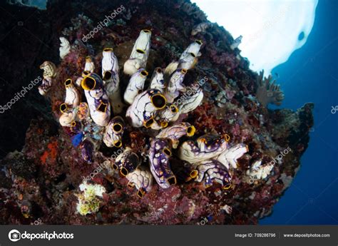 Symbolospongia! A Colorful Sponge That Thrives In Shallow Tropical Reefs And Lives With A Diverse Community Of Microorganisms!