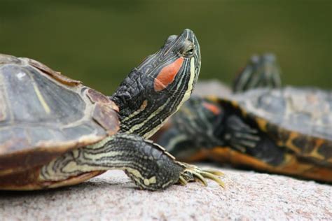  Terrapin: Onko tämä kilpikonna sukuinen kuolematon olento vai vain erikoinen matelija?