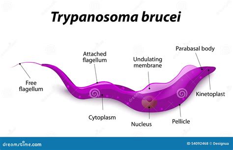  Trypanosoma: Mikä on tämä liikuva piikki ja miksi se on kiinnostava?