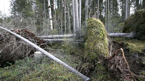  Uloborus! Sellainen Gastropodi, Joka Saapuu Äkkiä Ja Häviää Samoin, Vaikka Ei Tiedetäkään, Onko Se Varmasti Esiintynyt Kotirannikolla.