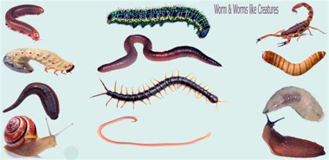  Wait! Have You Heard About The Wonderful World Of Worm-Like Creatures: Introducing the Wanderer Polychaete!