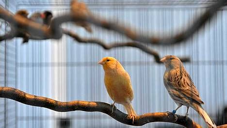  Xantusin Hummingbirdiä - Kotimaisten Lintujen Ystäville Tuuli Laskeutuu!