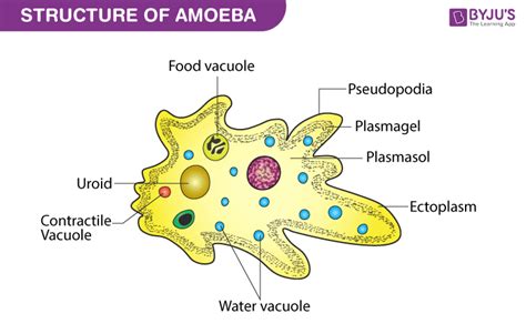  Yellow Amoeba -  This Single-Celled Marvel Eats Everything It Encounters With Its Pseudopodia!